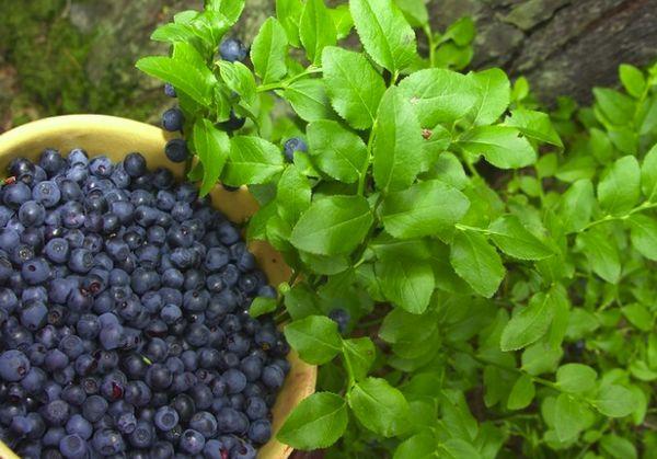 ripe berries