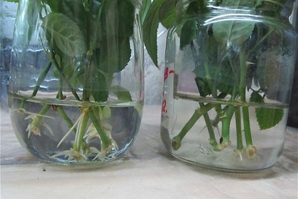 plants in a jar