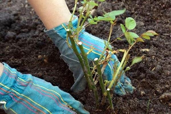 transplant seedling