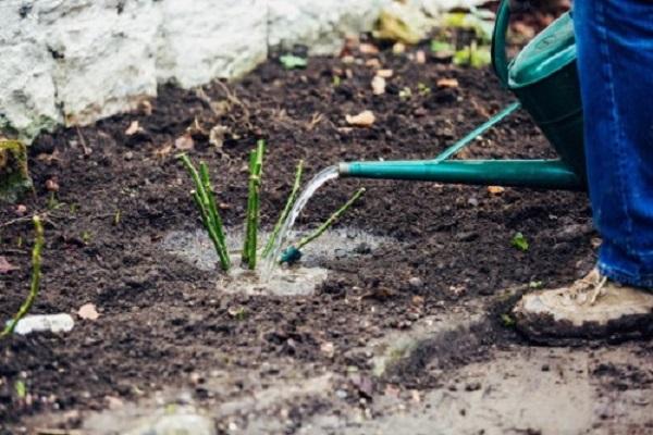 watering from a watering can