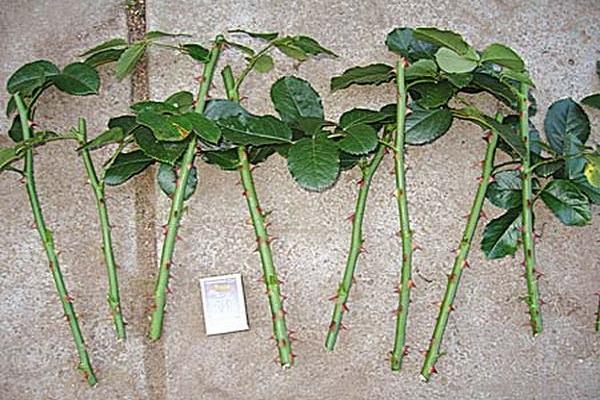 flower preparation