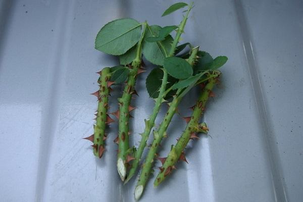 cuttings with thorns