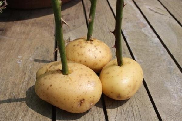 tubercules de pomme de terre