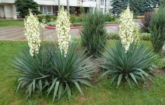 yucca bushes