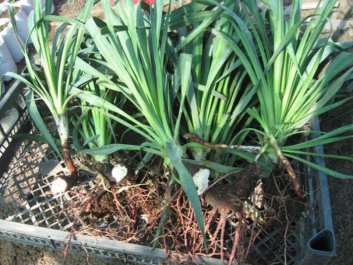 breeding yucca