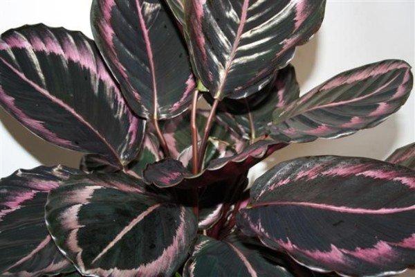 flor de calathea