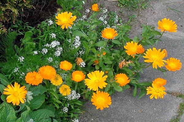 cultivation in a flower bed