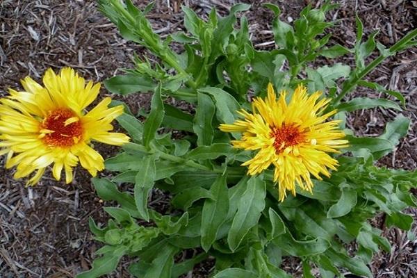 cultivation of flowers