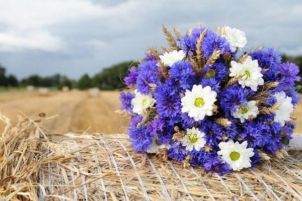 a bouquet of cornflowers