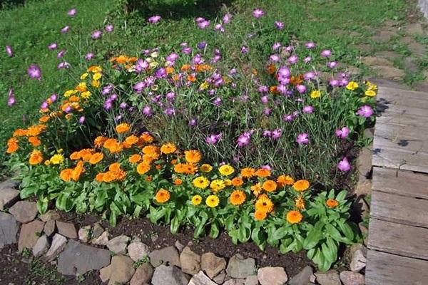 grow calendula