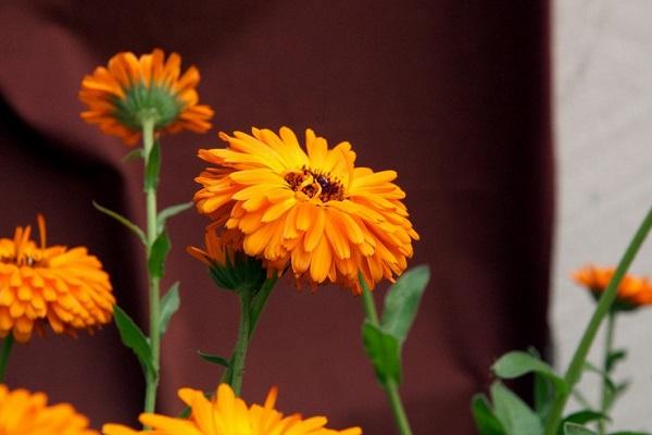 taille des fleurs