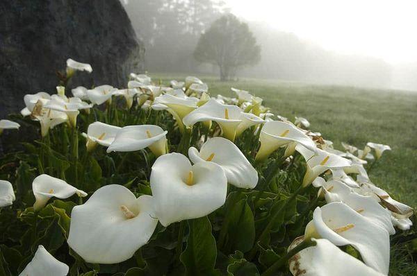 Calla éthiopien