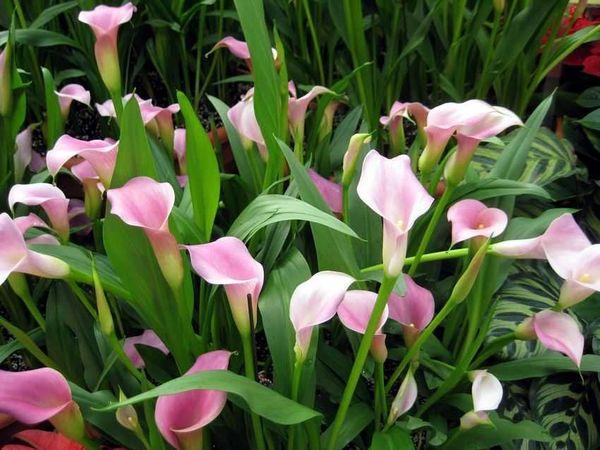 Calla or Zantedeschia