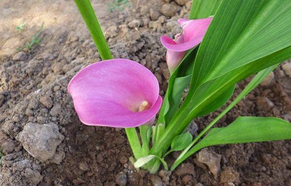 Cultiver des lis calla