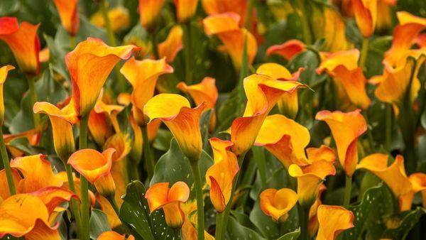 calla flowers