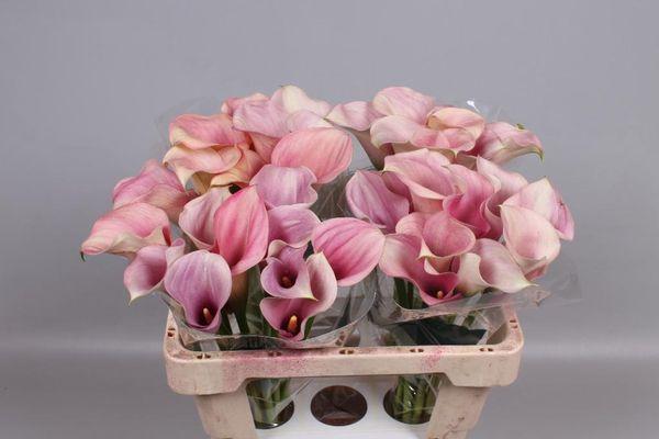 Lys calla rose