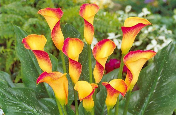 Jardin Calla