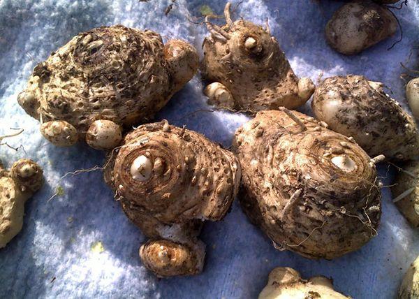 calla tubers