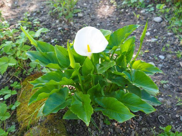 watering callas