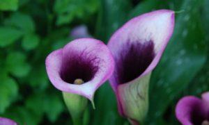 Thuis kweken en verzorgen van calla-lelies, ziektes bestrijden