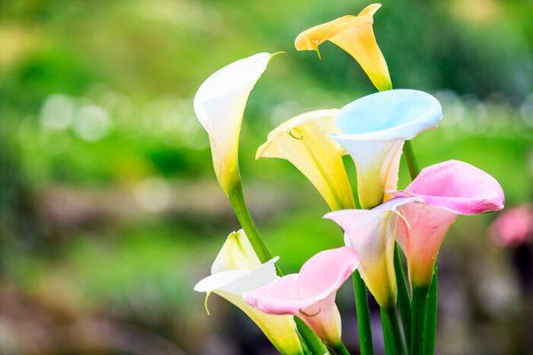 colored calla lilies