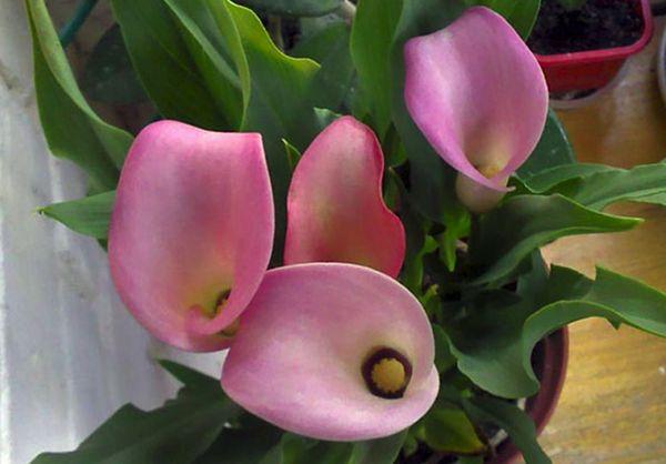 calla dans un pot