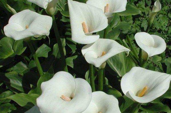 calla lilies white