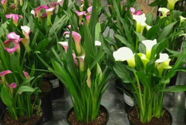 calla lilies