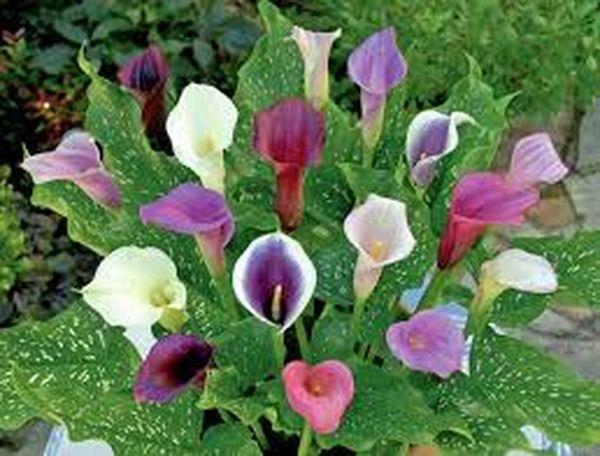 colored calla lilies