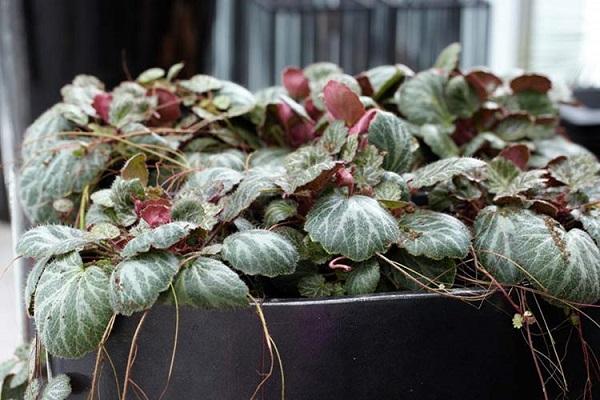 saxifraga de mimbre