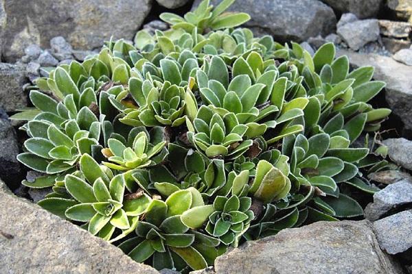 saxifrage cotyledon