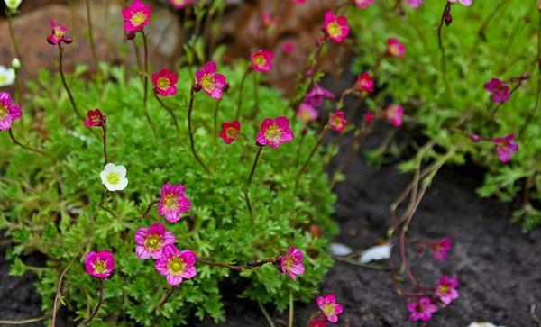 Saxifrage dans le jardin