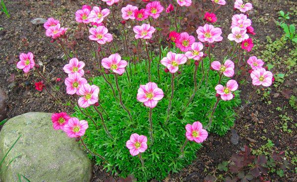 Saxifrage planting