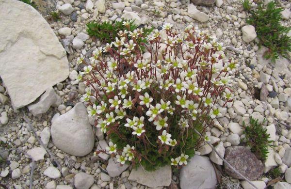 Paniculata Saxifrage.