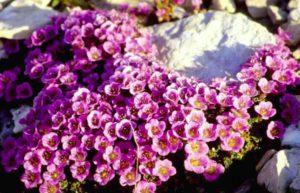 Planting and caring for saxifrage in the open field, a description of the best varieties