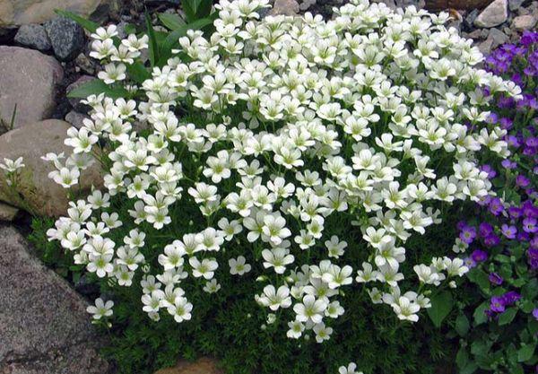 Soddy saxifrage