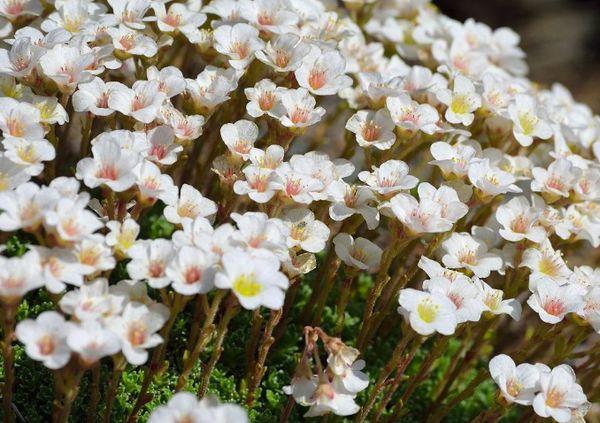 Saxifrage not capricious