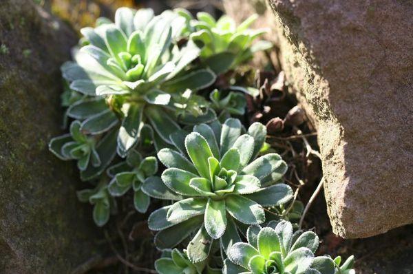 sprouts in the ground