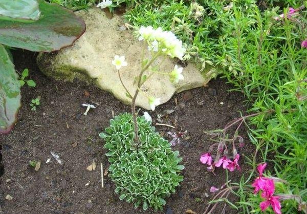 saxifrage cunéiforme