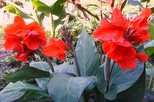 jardín canna