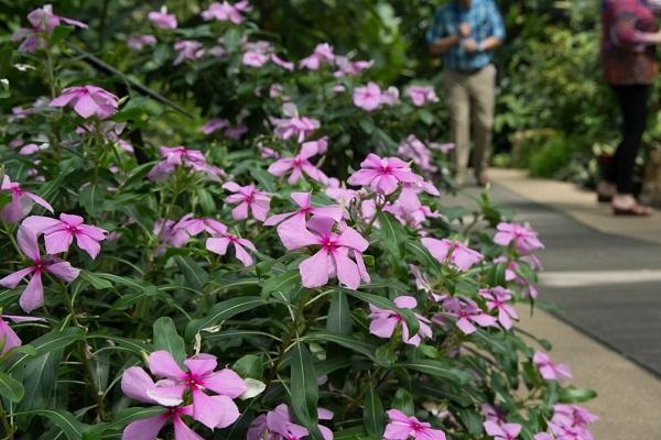 catharanthus en el parque