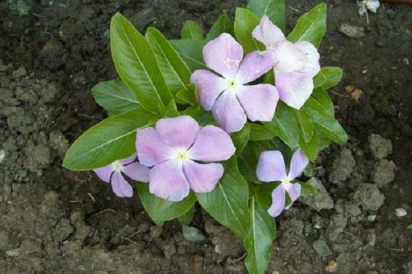 plantó una planta