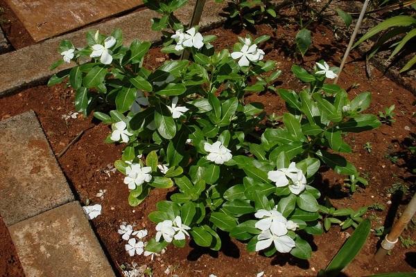 cama de flores limpia