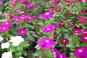 Beschrijving van variëteiten van catharanthus, voortplanting, teelt en verzorging in het open veld