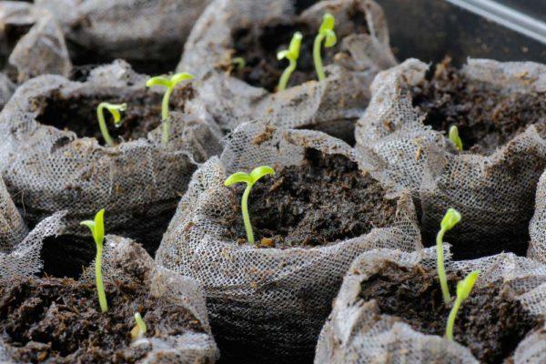 propagation de fleurs