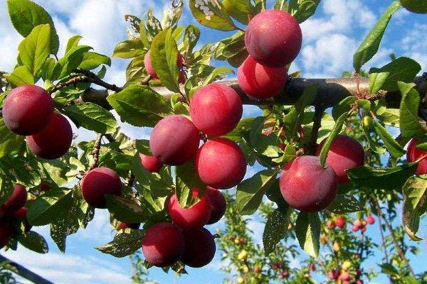 plum on branches