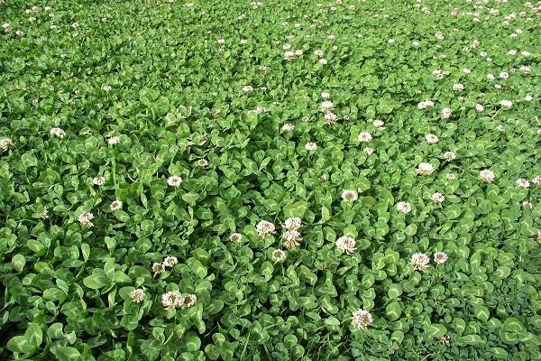 tapis d'herbe