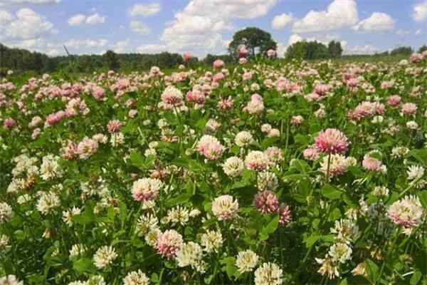 l'herbe est nourrie