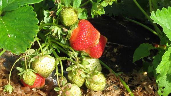 fraises sur la parcelle