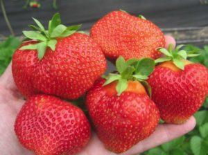 Mga katangian at paglalarawan ng Salsa strawberry, planting at pangangalaga